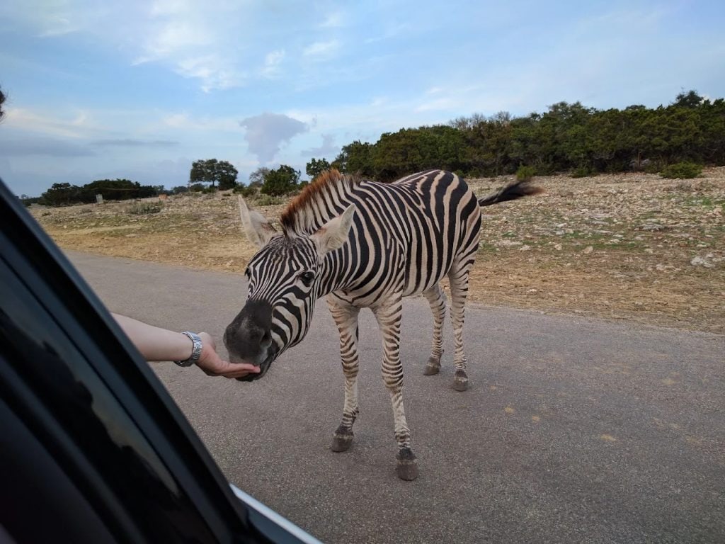 Guests delight in sharing snacks with zebras during the drive‑through safari. Credit: Victor Marmol