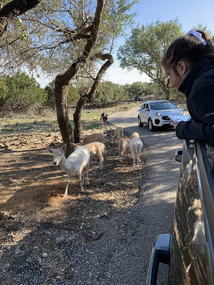 Excited kids lean out to greet animals as cars roll through the ranch. Credit: Miranda C.