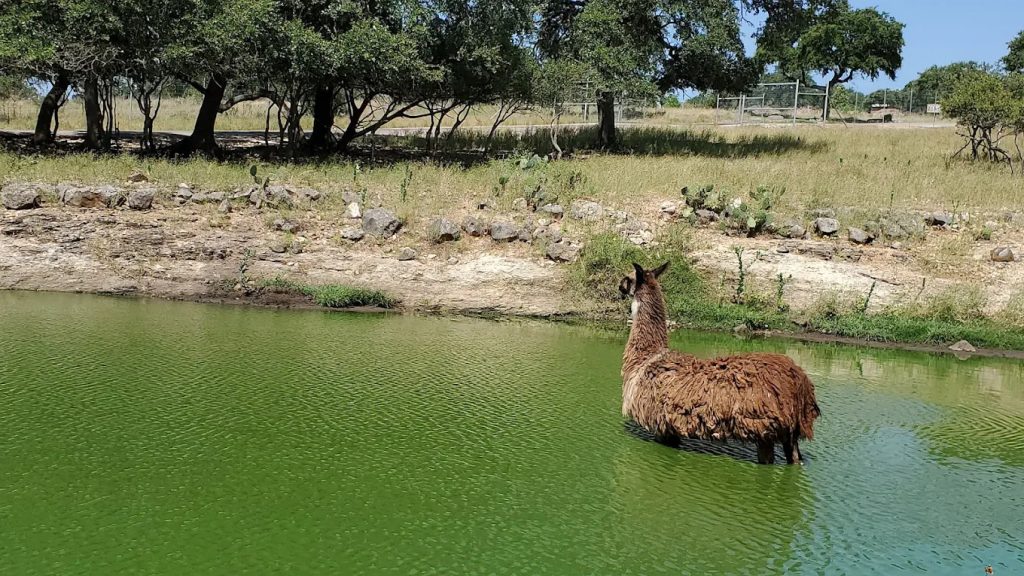 A llama by the water adds to the ranch’s diverse and well‑cared habitats. Credit: Brooke Fink