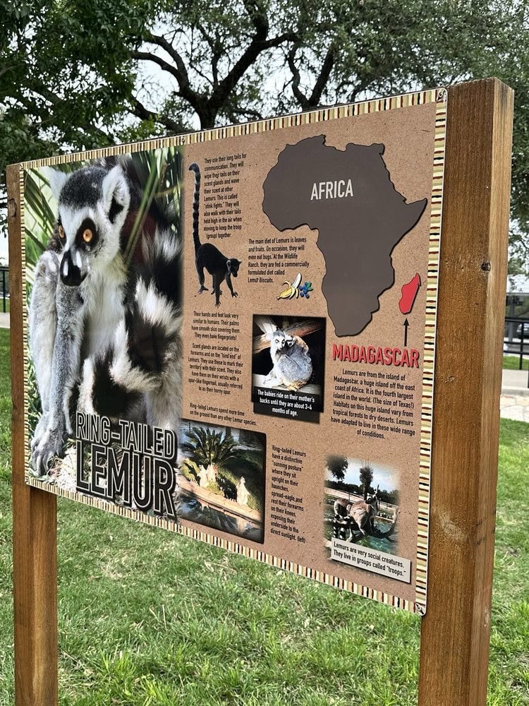 Ring‑tailed lemurs come alive through engaging and educational displays. Credit: Justin T.