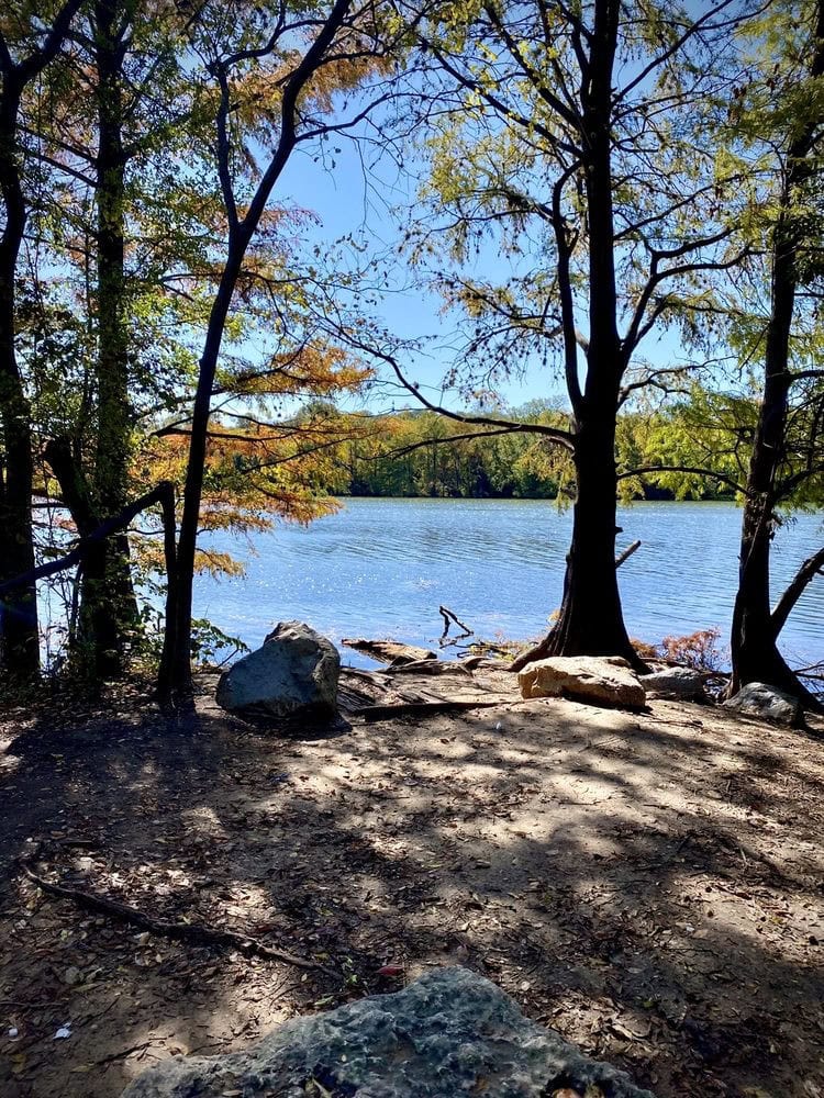 The lake is framed by lush trees, a thriving ecosystem right in the heart of the city. Credit: Sheldon H.