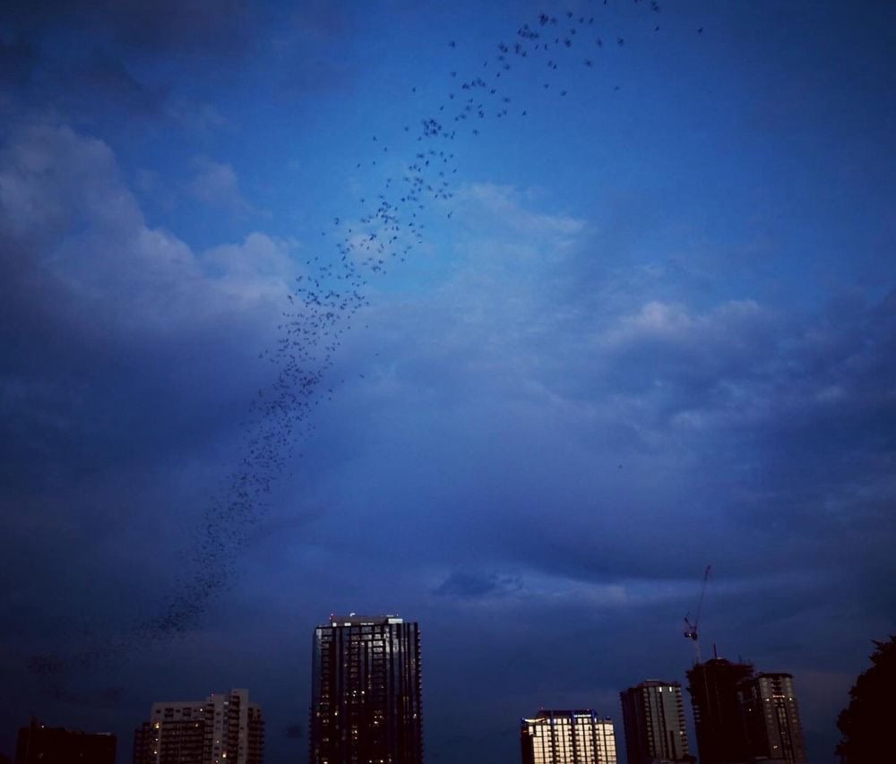 At dusk, the famous bat colony emerges from Congress Avenue Bridge, a spectacular sight from the lake. Credit: Hannah S.