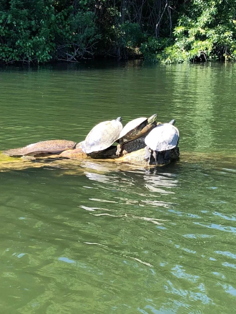 A group of turtles basking by the lake adds charm to this urban wildlife haven. Credit: Duy Nguyen