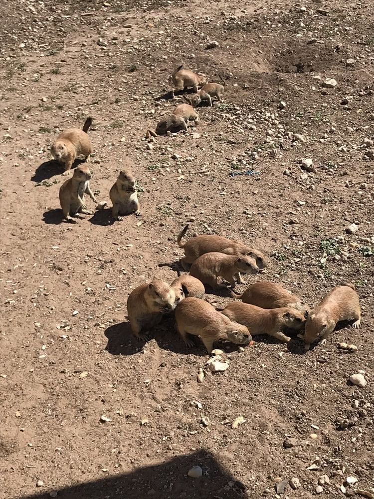 A lively group of prairie dogs munches happily on treats shared by visitors. Credit: Christina F.