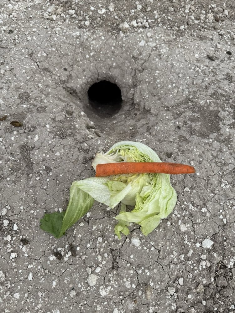 Carrots and lettuce left at a burrow show the healthy snacks guests provide for the prairie dogs. Credit: Jenna L.