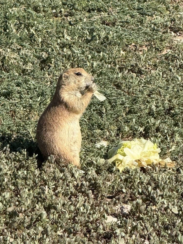 A prairie dog enjoys fresh lettuce, a cute and charming sight for onlookers. Credit: Jenna L.