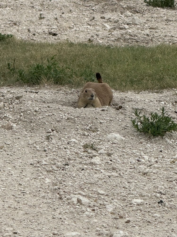 One prairie dog slips into its burrow, a glimpse of their underground world. Credit: Jenna L.