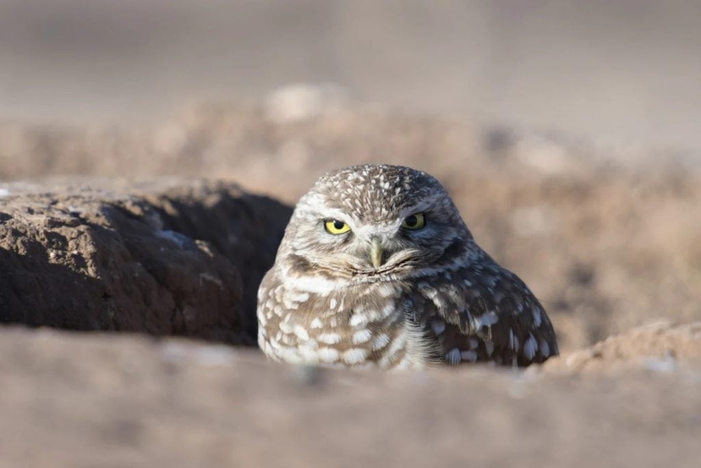 Burrowing owls nest in abandoned prairie dog burrows, adding another layer of wildlife to the park. Credit: Sam Halbrooks