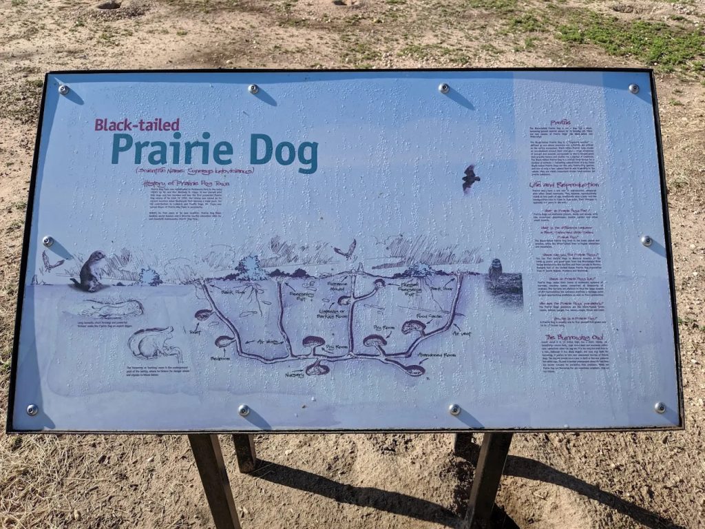 Educational boards illustrate the black‑tailed prairie dogs’ underground homes, making learning fun and interactive. Credit: John Buczek