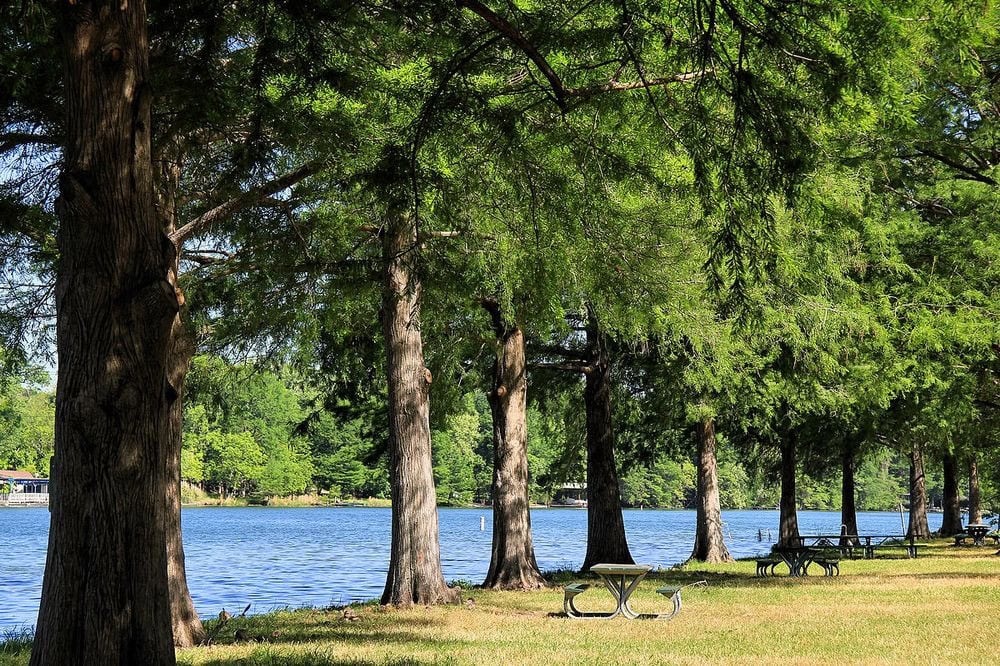 Tables spaced along the shoreline offer shaded spots under tall trees with a peaceful lake view. Credit: William P.