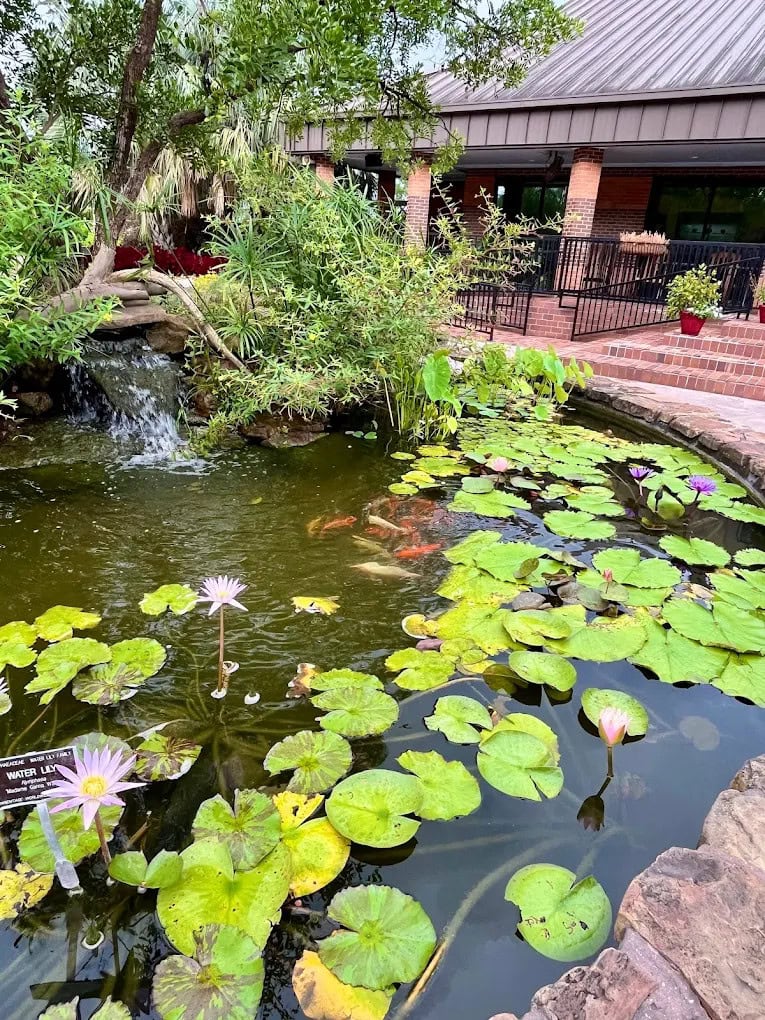 The koi pond, dotted with water lilies, adds a tranquil touch to the garden. Credit: lha K