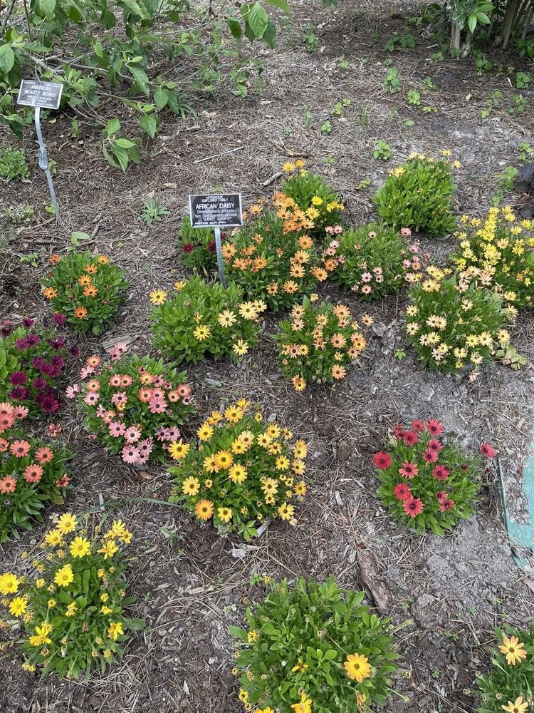 A vibrant bed of African daisies bursts with color among the garden’s many flowers. Credit: Rex C.