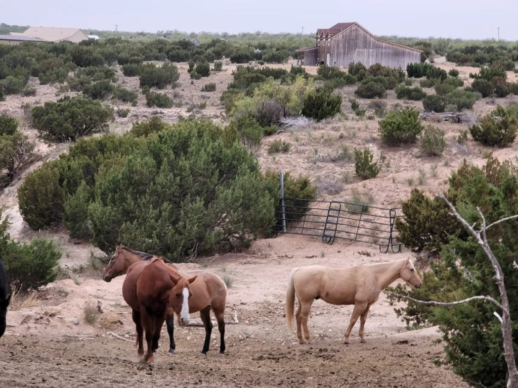 Horses overlooking Palo Duro Canyon add to the authentic western atmosphere of the stables. Credit: Bryan Wilmoth