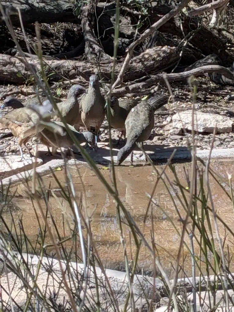 Birds spotted at Laguna Atascosa bring vibrant life to the refuge, a paradise for birdwatchers. Credit: Robert Drew