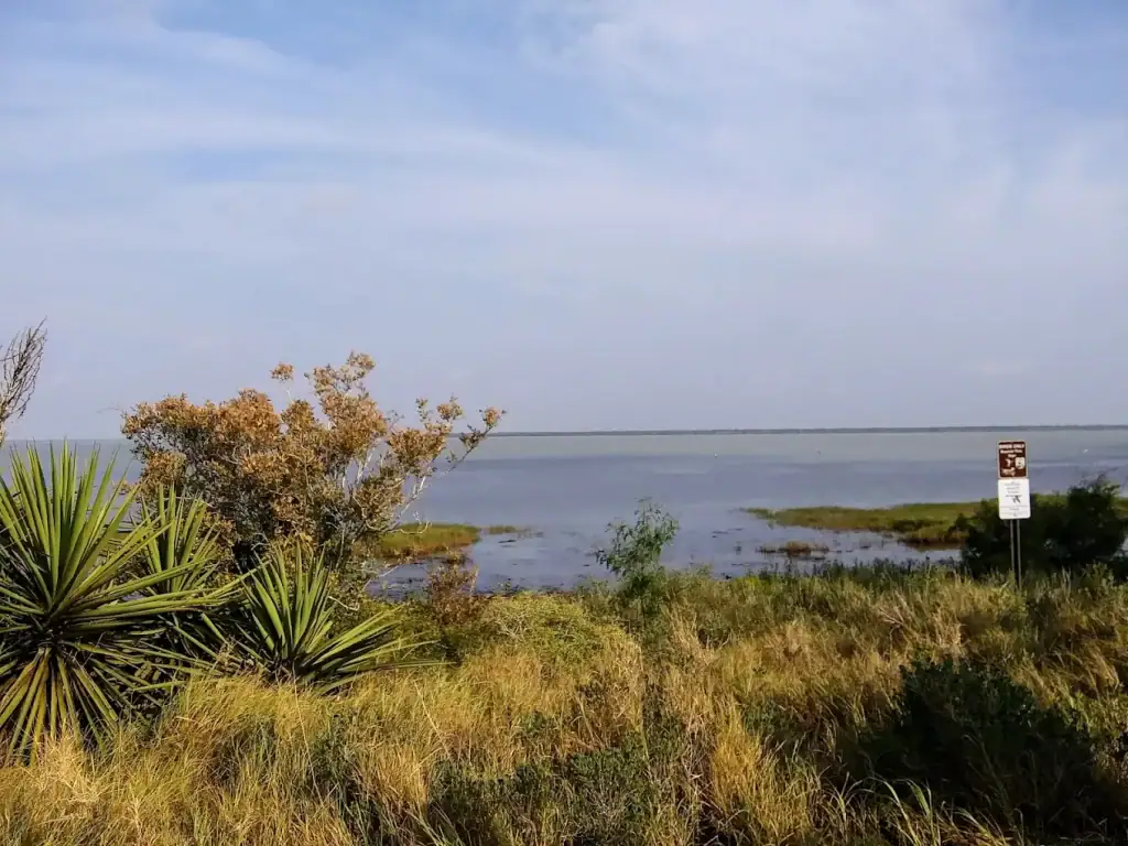 One of Laguna Atascosa’s nature sites features lush grasses, plants, and shimmering waters, a serene coastal landscape. Credit: Elizabeth Baez