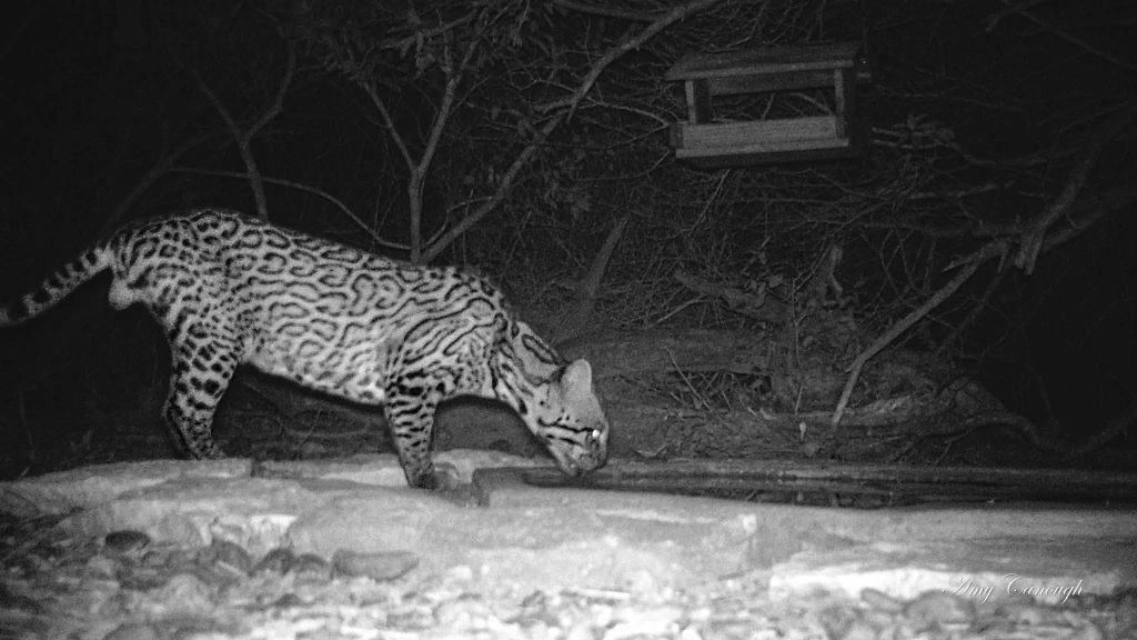A rare sighting of the nocturnal ocelot at Laguna Atascosa National Wildlife Refuge highlights the park’s incredible biodiversity. Credit: Roberto Fernandez
