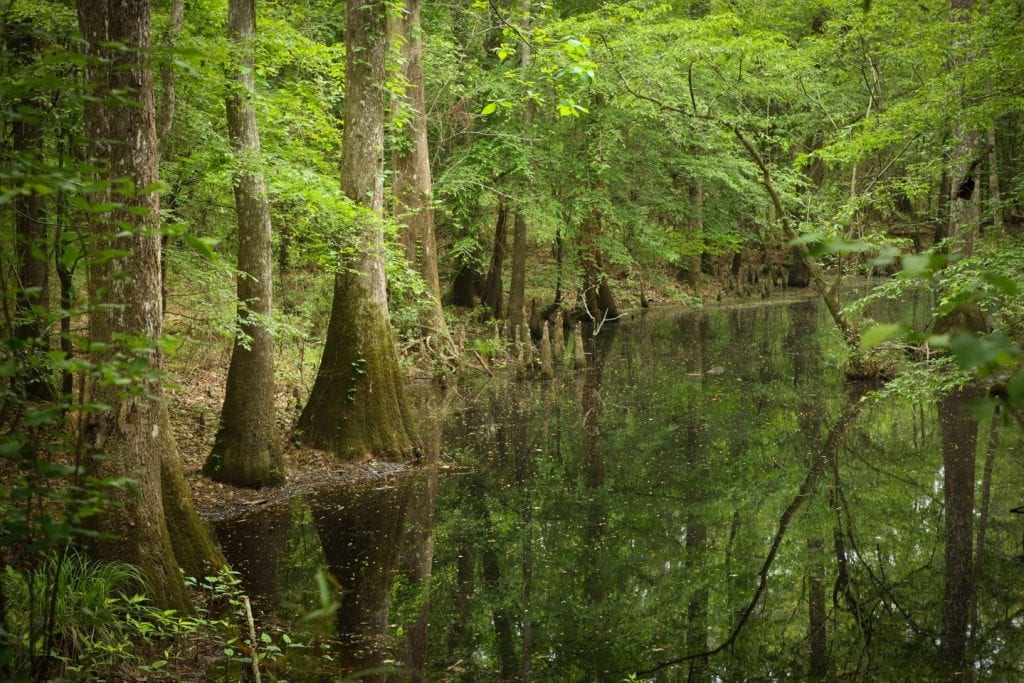 Views of Big Thicket National Preserve—lush, untamed nature that surrounds guests staying at Naturalist Boudoir Cabins. Credit: @bigthicketnps via Instagram