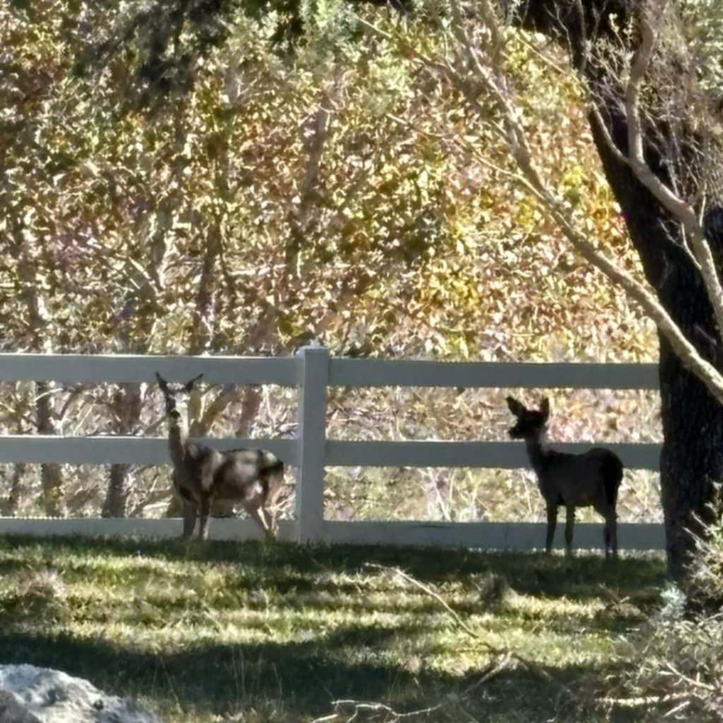 Deer spotted roaming the resort grounds. Wildlife sightings are part of the experience at Nueces River RV & Cabin Resort. Credit: @nuecesriverrv via Instagram