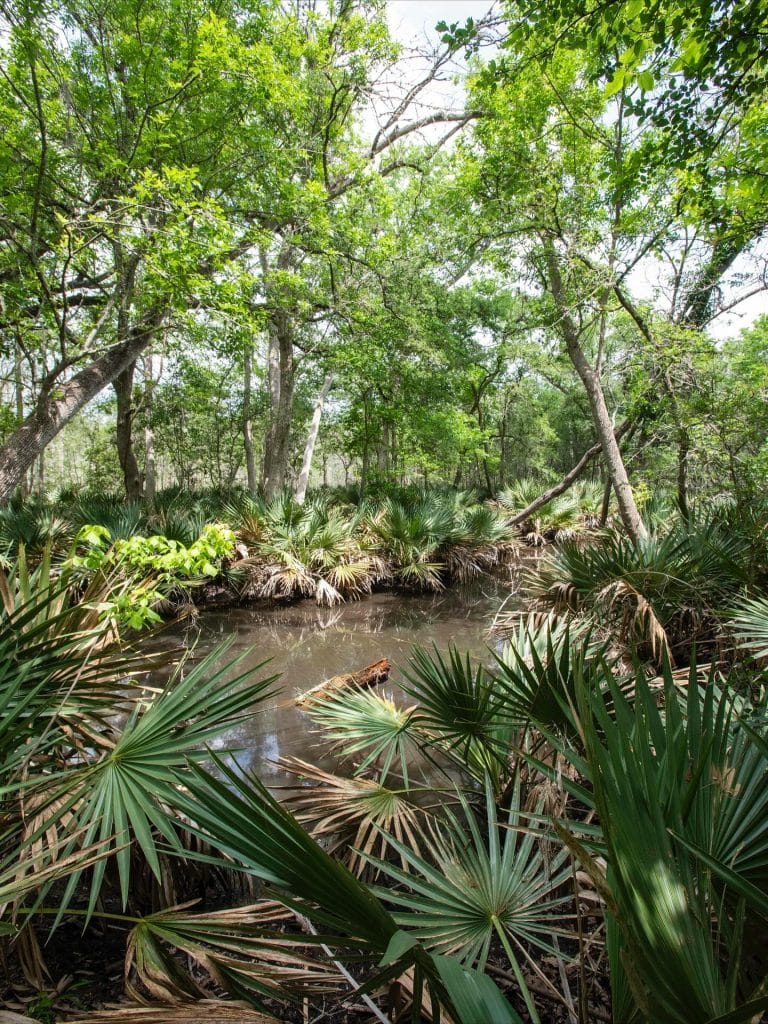 Lush trees and abundant dwarf palmettos give Palmetto State Park its distinct, almost tropical feel. Credit: @tpwmagazine via Instagram