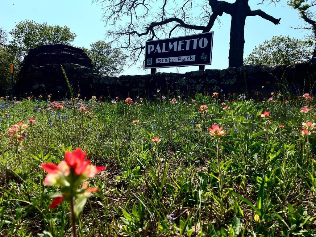 Wildflowers in full bloom at Palmetto State Park, adding color and life to the already vibrant landscape. Credit: @palmettostatepark via Instagram