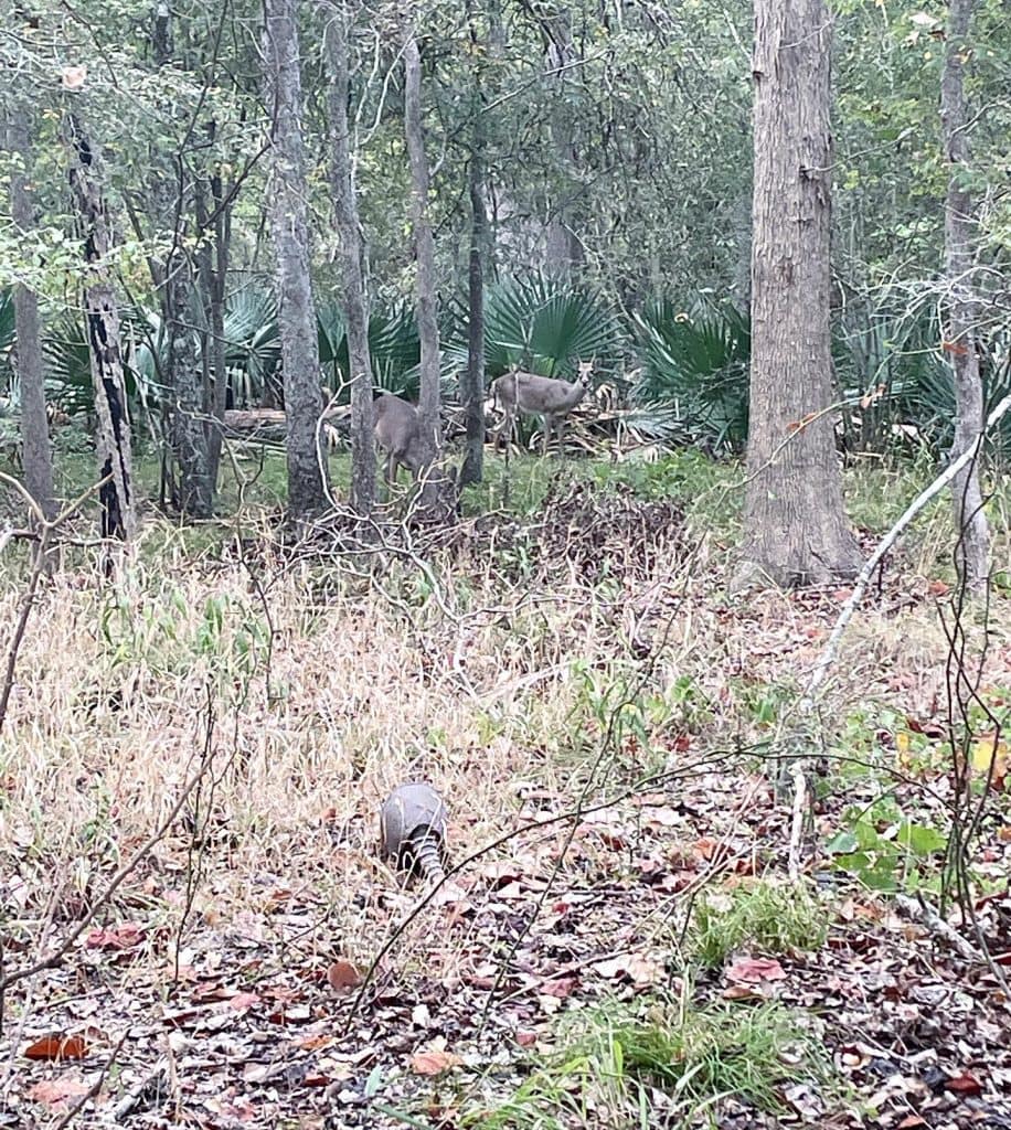Wildlife commonly spotted along Palmetto State Park trails, including armadillos and deer—just part of the experience. Credit: @palmettostatepark via Instagram