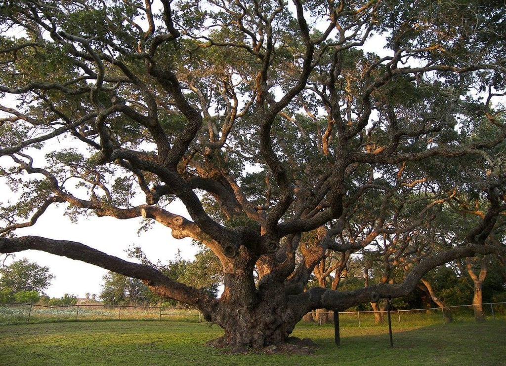 “The Big Tree” in Rockport. Believed to be over 2,000 years old and already ancient by 1492 when Columbus reached the Americas. Credit: @traces_of_texas via Instagram