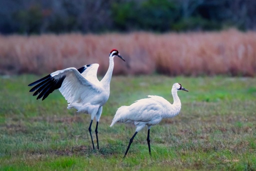 Whooping cranes in Rockport, Texas—one of the most famous birding destinations in the state. Credit: @marianesbitphotography via Instagram