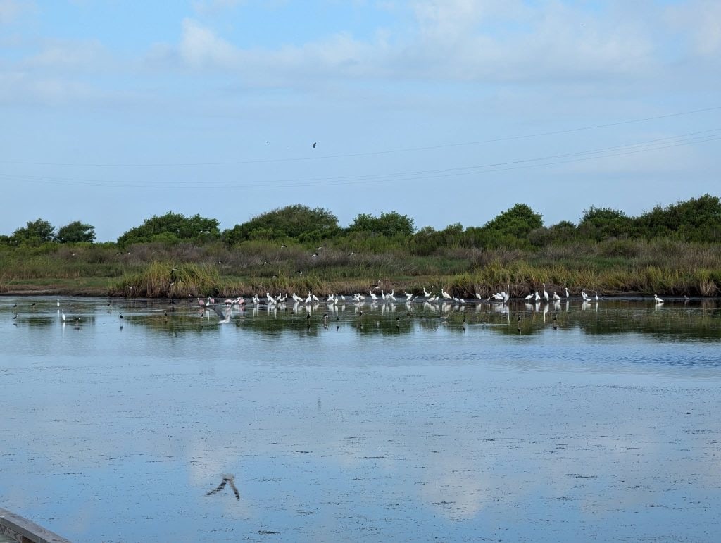Flocks of birds at Sea Rim’s marshes. A dream spot for birdwatching and nature lovers. Credit: Hayford Osei via Facebook