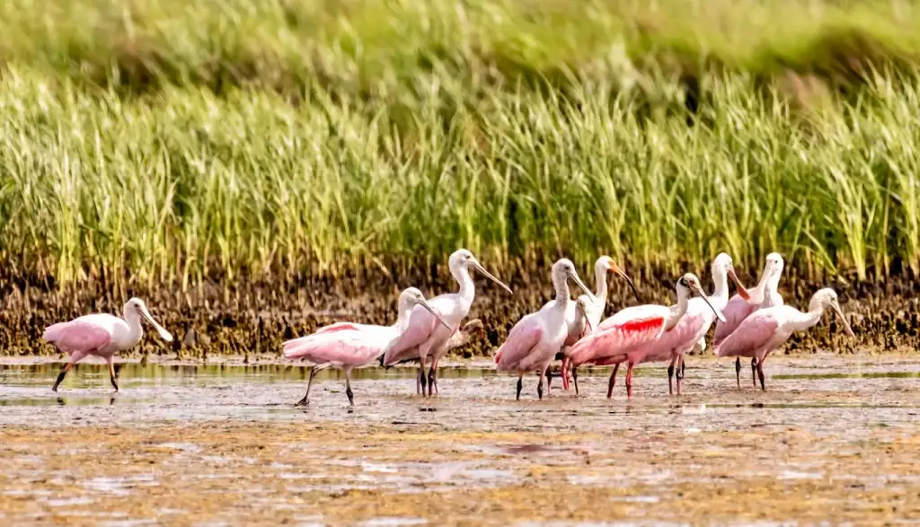Pink cranes grace the Brazoria National Wildlife Refuge, adding vibrant beauty to Surfside’s natural wonders. Credit: KH