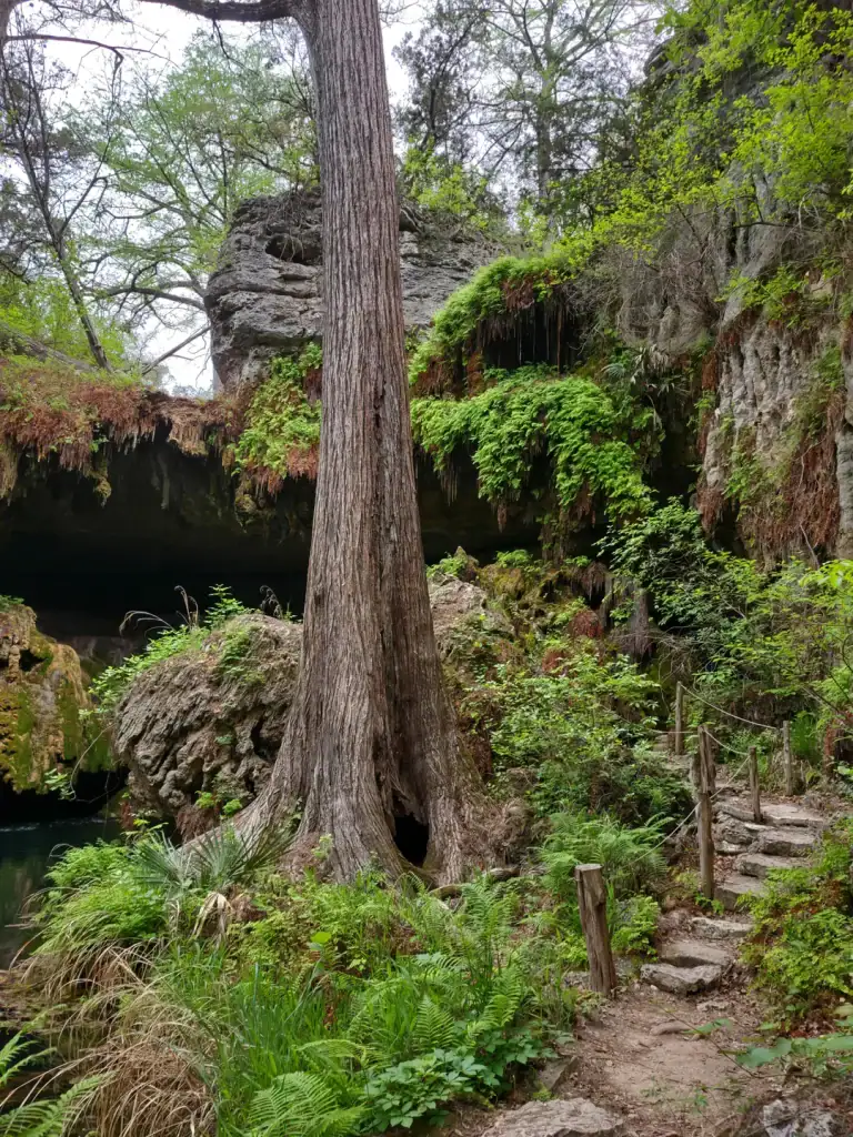 The trail to the Westcave Preserve grotto, anchored by a massive tree at its center, feels straight out of a fantasy world—quiet, mystical, and unforgettable. Credit: u/BMbitch90 via r/Austin