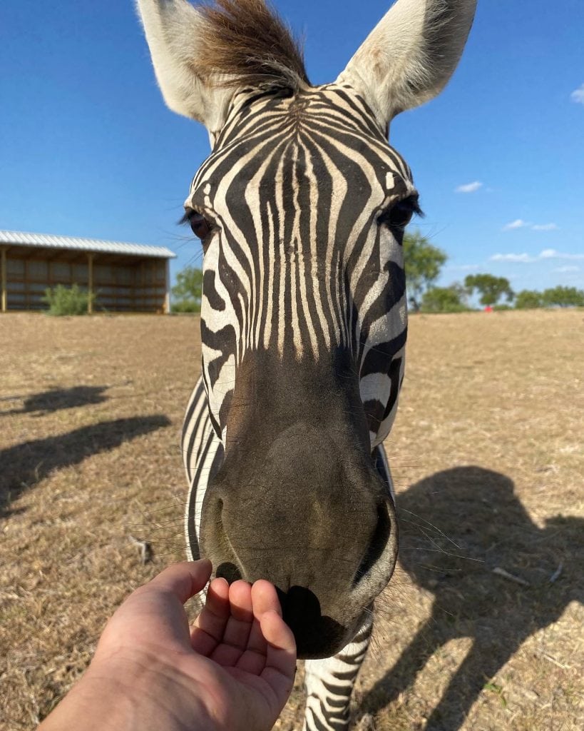 Up-close encounters with zebras at Blue Hills Ranch, in a secluded setting designed for the animals to roam safely. Credit: @parisventures via Instagram