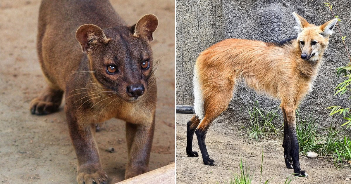 Find Unique Animals You Won’t See Everywhere in These Texas Zoos