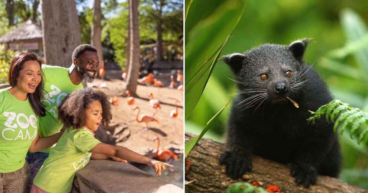 These Large and Small Texas Zoos Have Zookeeper for a Day Programs that Let You Get Your Hands Dirty