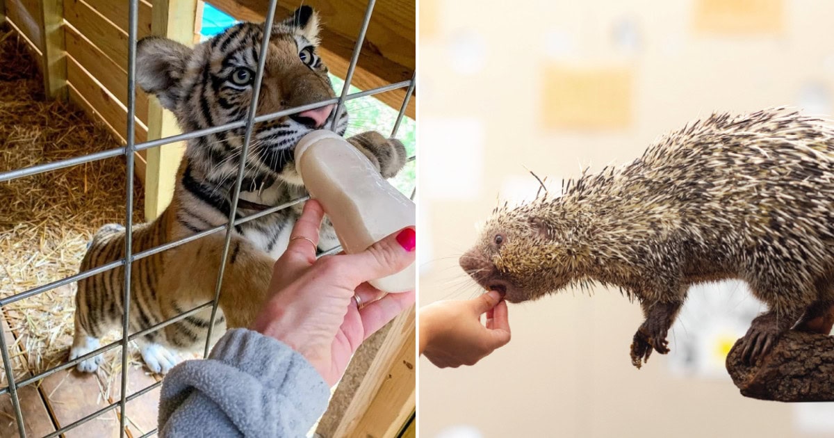 This Backstage Safari in Texas Gets You Closer to Amazing Animals 