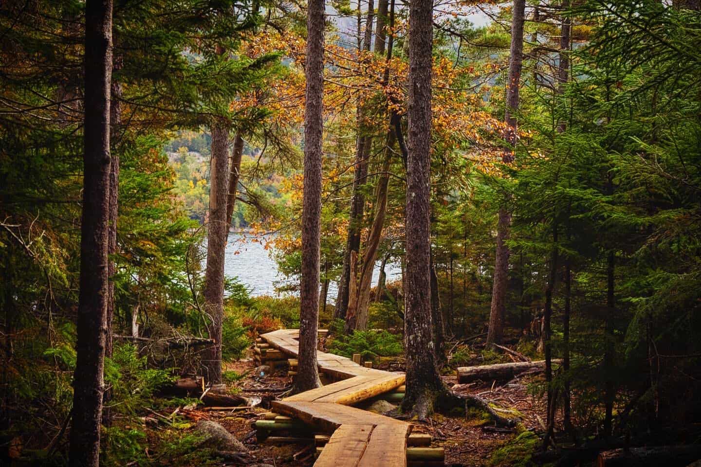 Autumn foliage along the Jordan Pond path in Acadia National Park, Maine