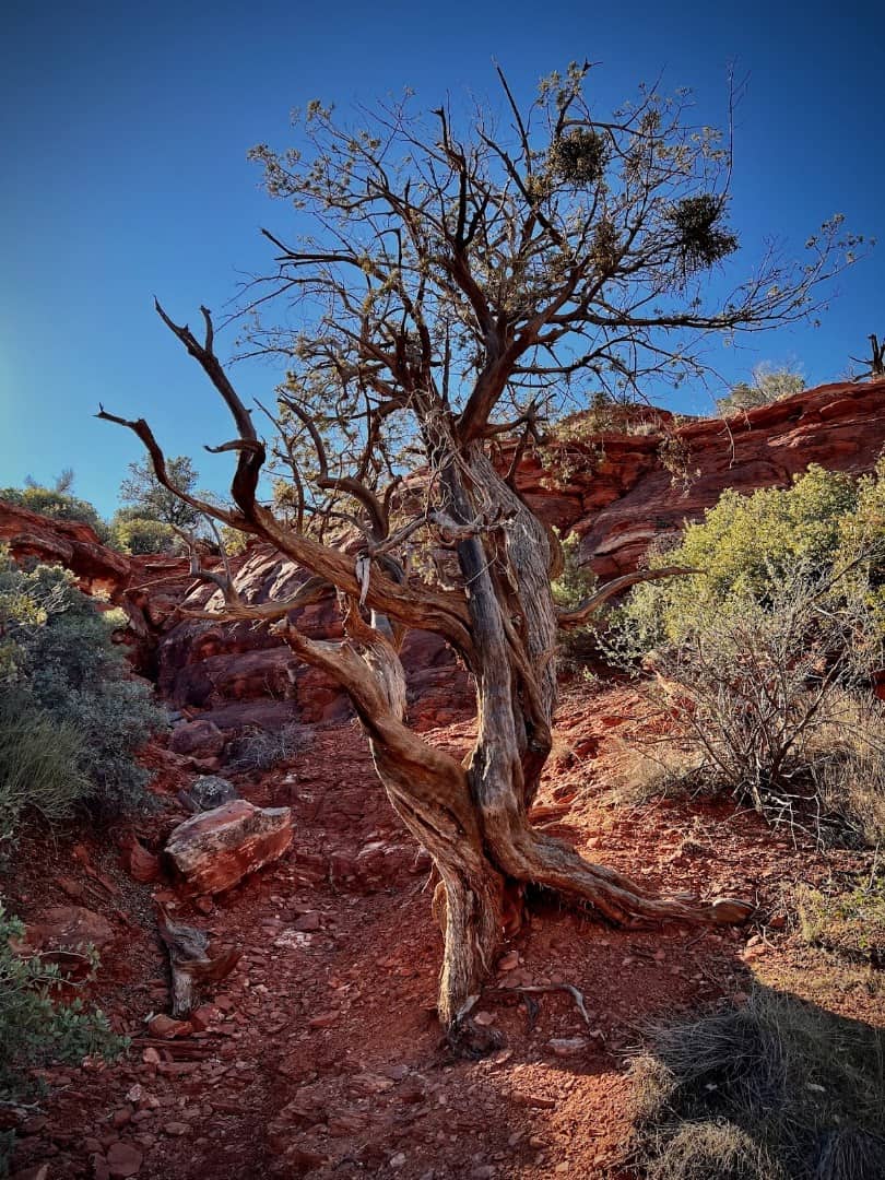 A twisted juniper at the Airport Mesa Vortex in Sedona, Arizona