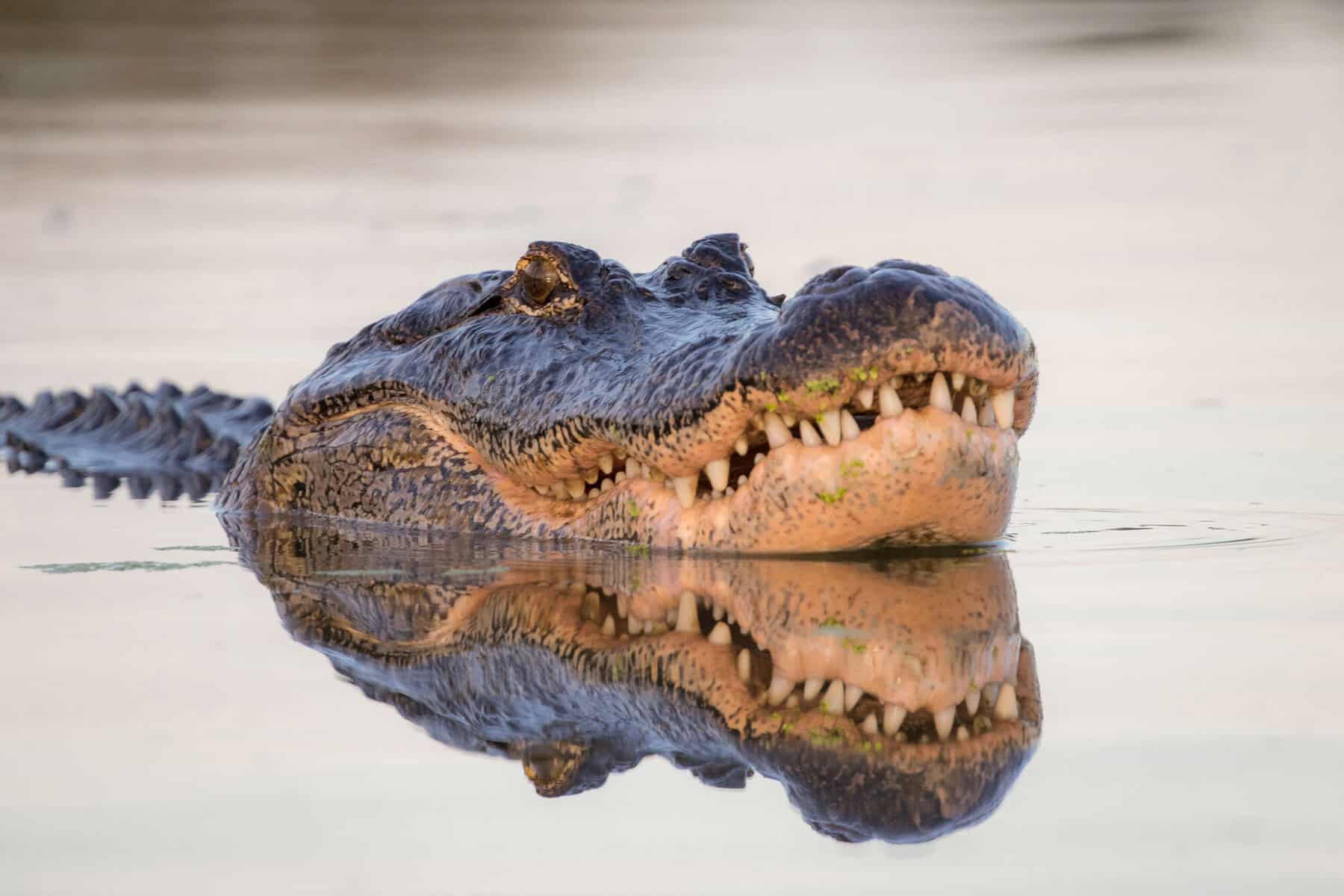 Alligator resting at the surface of the bayou with its reflection at Armand Bayou Nature Center