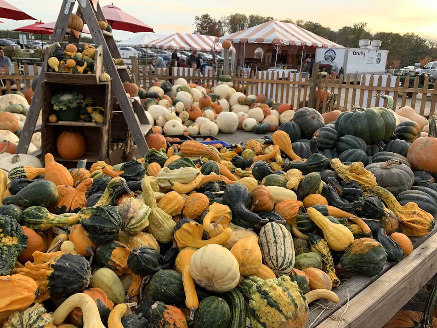 Crate of colorful pumpkins and gourds on display at Alstede Farms in Chester, New Jersey