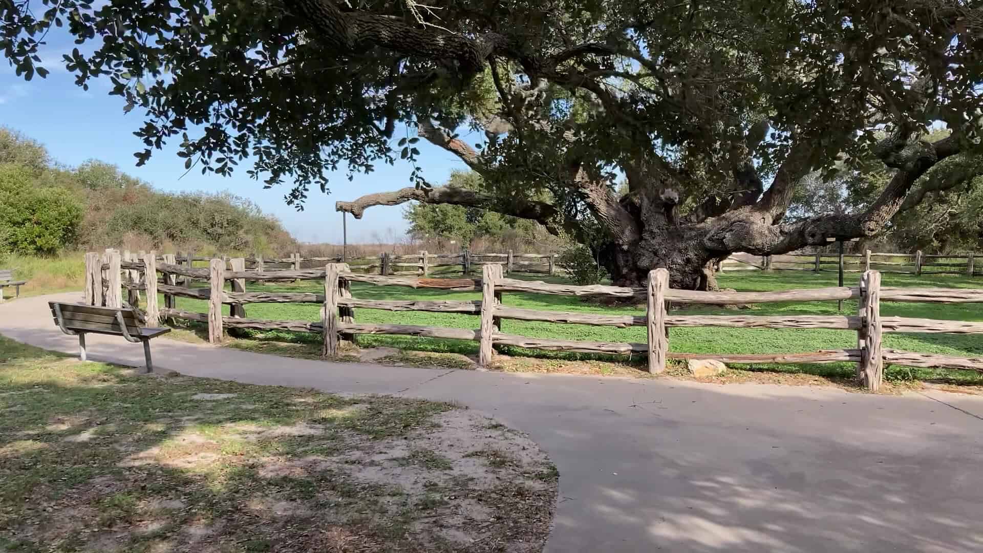 Ancient live oak at Goose Island State Park near Rockport, Texas