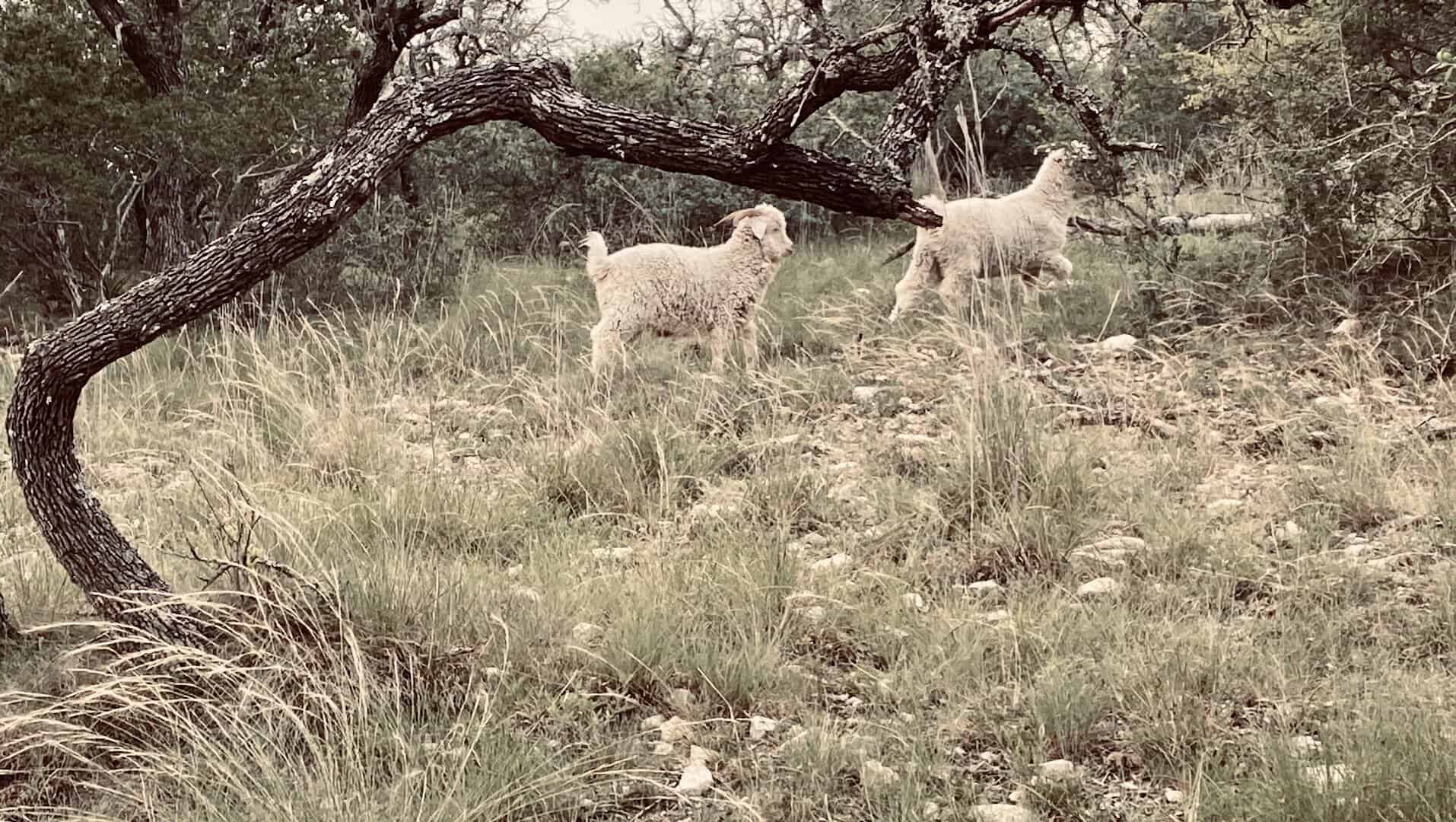 Angora goats grazing under an oak tree at Flat Rock Ranch
