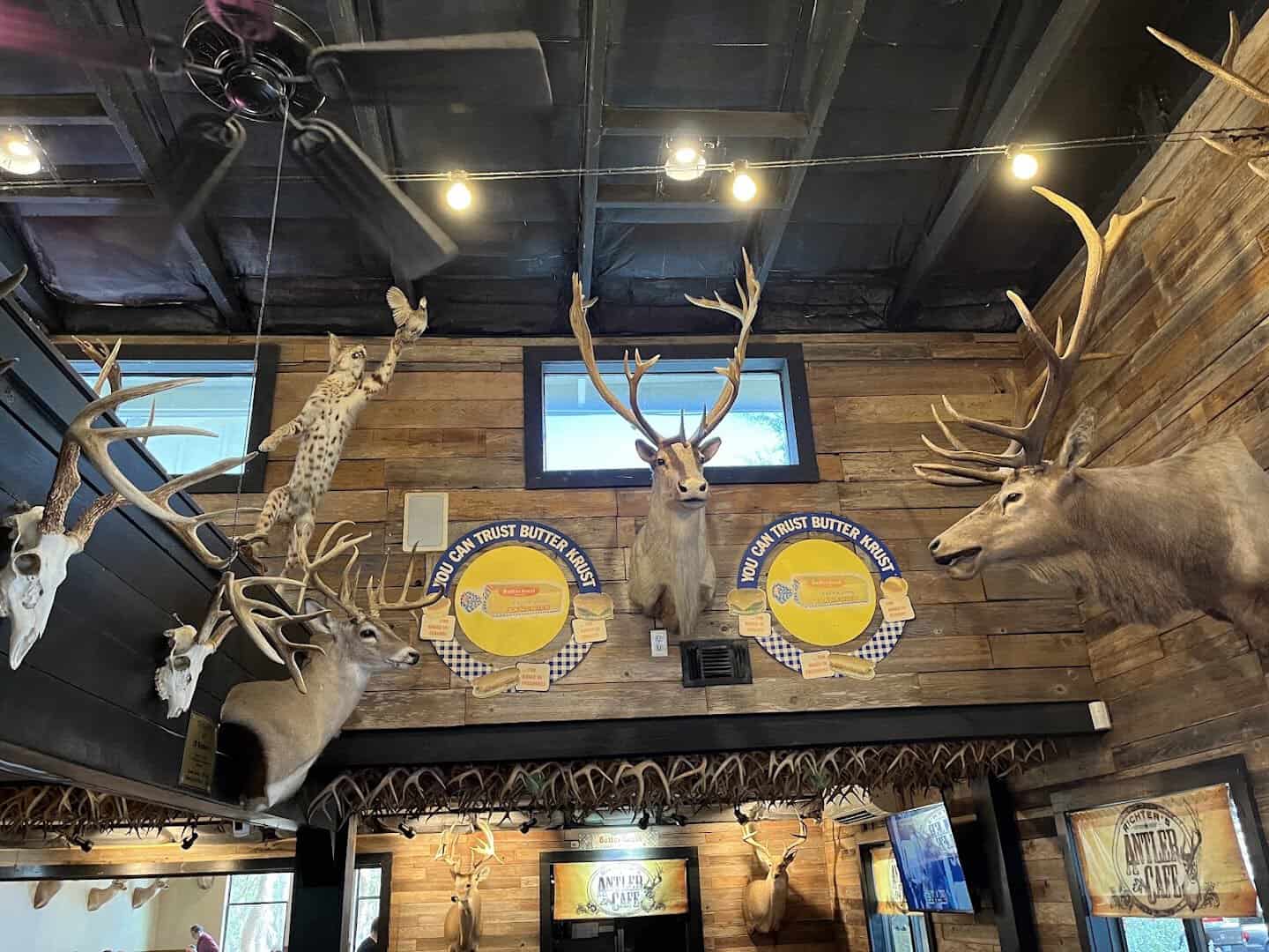 Deer racks and mounted game heads covering the beams and ceiling at Richter's Antler Cafe in Spring Branch, Texas