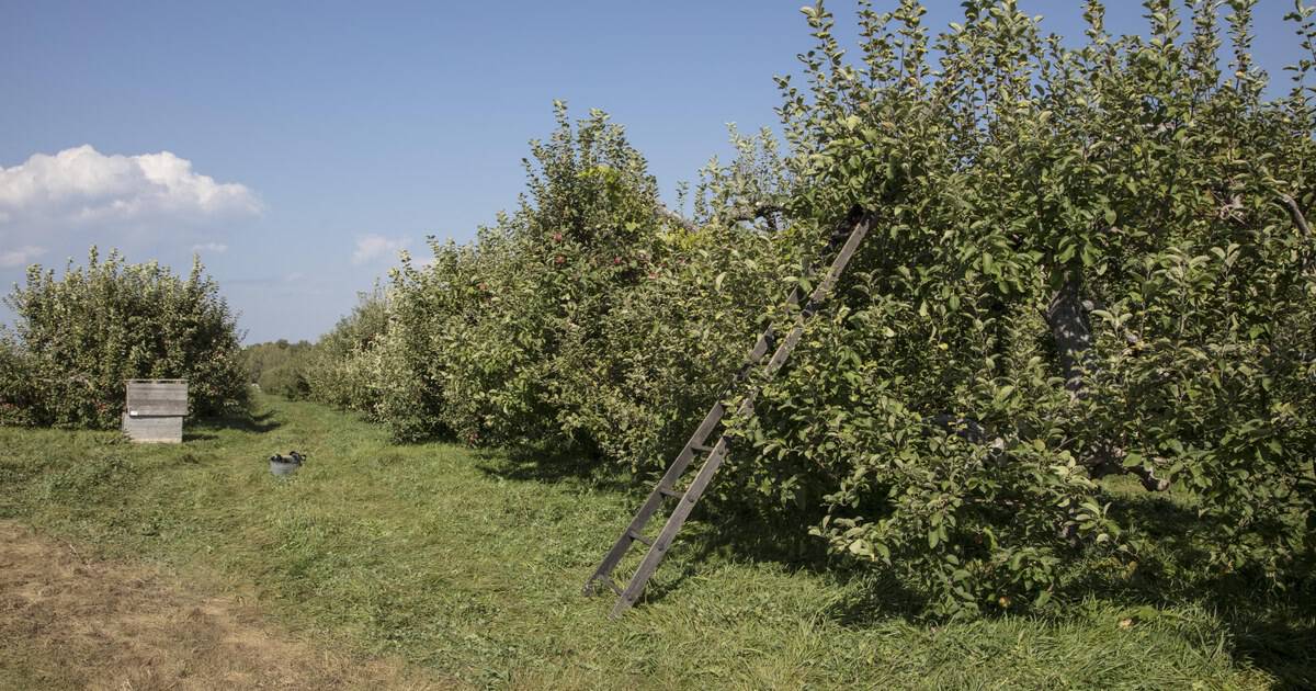 15 Apple Orchards Across the USA Worth a Fall Visit