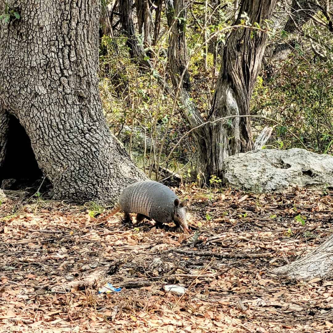 An armadillo foraging under the trees at Guadalupe River State Park in the Texas Hill Country