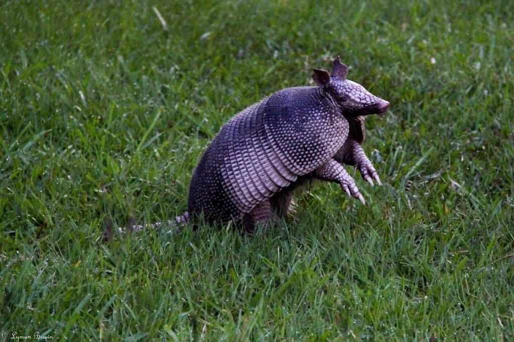 An armadillo foraging in the grass at Armand Bayou Nature Center near Houston, Texas