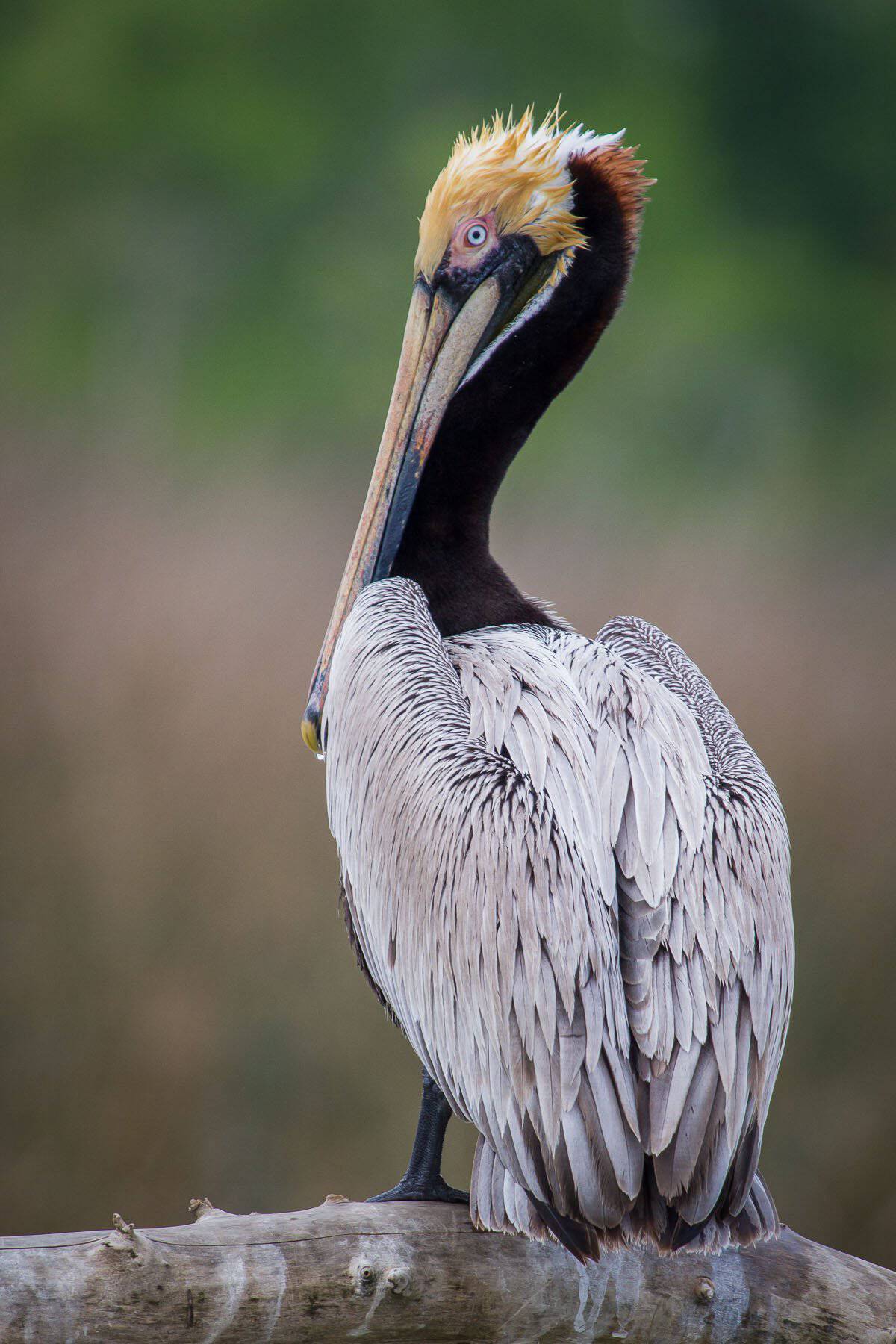 A brown pelican along the bayou at Armand Bayou Nature Center in Pasadena, Texas