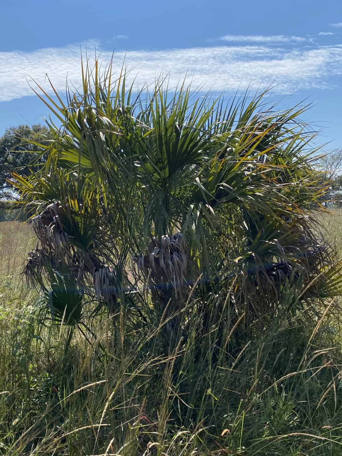 Wild coastal palmetto and grassland at Armand Bayou Nature Center near Houston, Texas