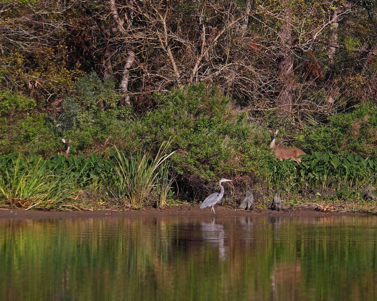 A white egret at the water's edge in the marsh at Armand Bayou Nature Center, Texas