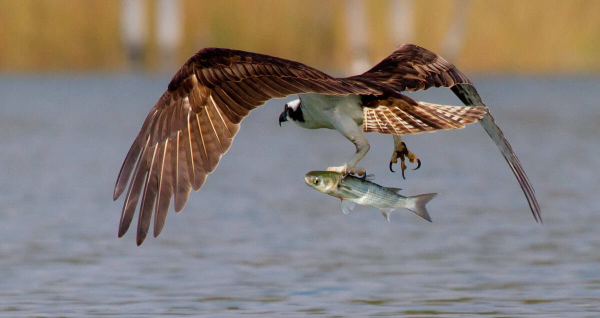 Osprey carrying a fish over the bayou at Armand Bayou Nature Center, Texas