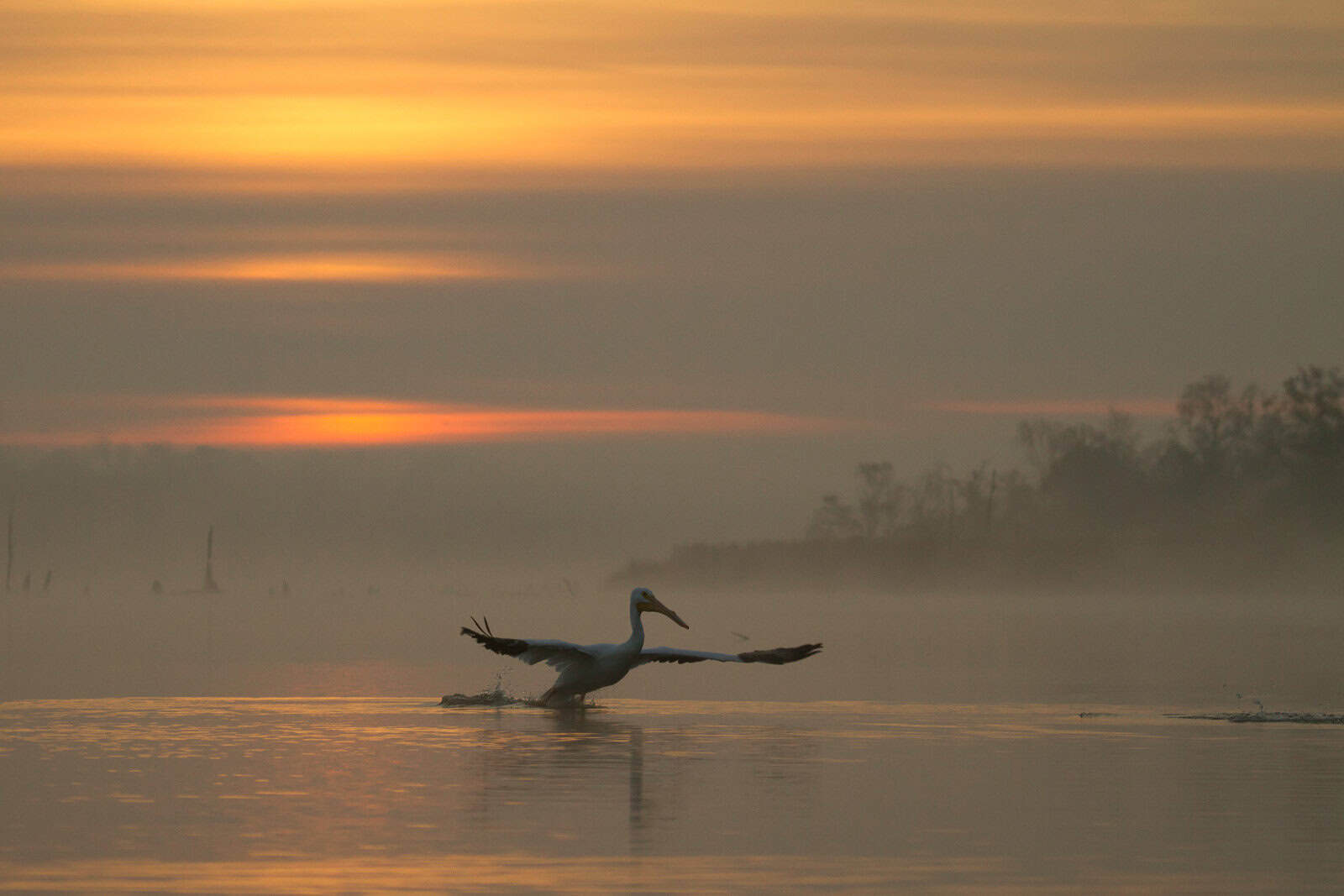 Sunrise over the still water of Armand Bayou with a wading bird, Pasadena, Texas