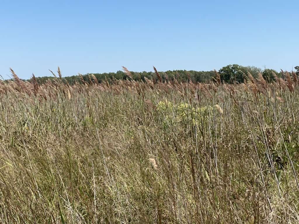 Restored coastal tallgrass prairie under open sky at Armand Bayou Nature Center, Texas